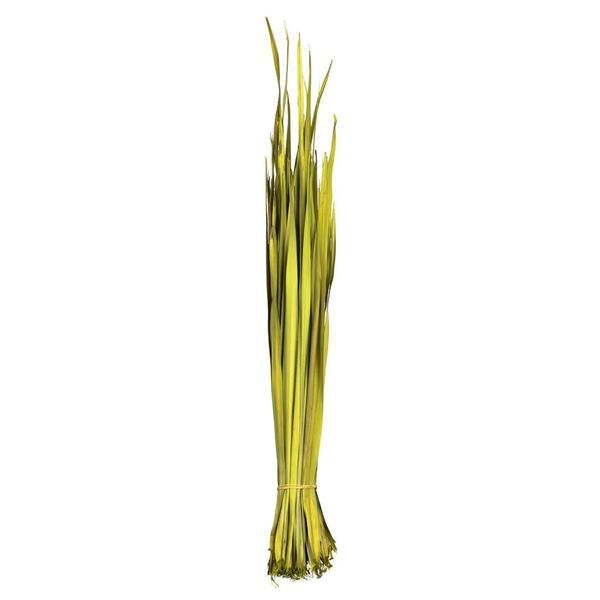 18"-23" 8oz Dried Basil Coco Palm Leaf (2 4oz bundles)
