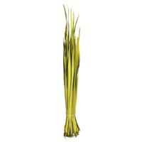 Vickerman 18"-23" 4oz Dried Basil Coco Palm Leaf Bundle