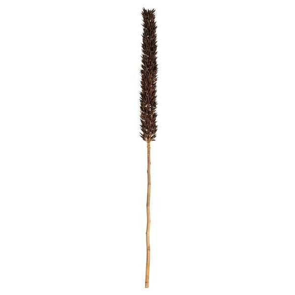 42"-46" Natural Brown Preserved Cierus Stem Bundle