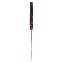 Vickerman 42"-46" Natural Brown Preserved Cierus Stem Bundle (3 stems in a bundle)
