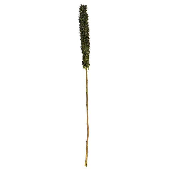 42"-46" Basil Preserved Cierus Stem Bundle (3 stems in a bundle)