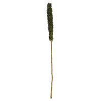 Vickerman 42"-46" Basil Preserved Cierus Stem Bundle (3 stems in a bundle)
