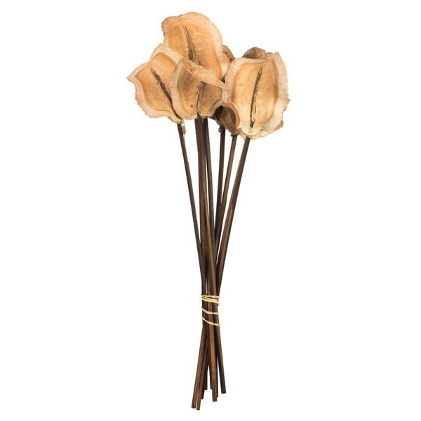 15" Natural Preserved Frogs Mouth Pod Stem (9 pack)