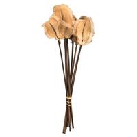 View 15" Natural Preserved Frogs Mouth Pod Stem (9 pack)