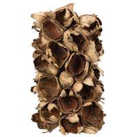 View 10"-12" Natural Preserved Seed Pod