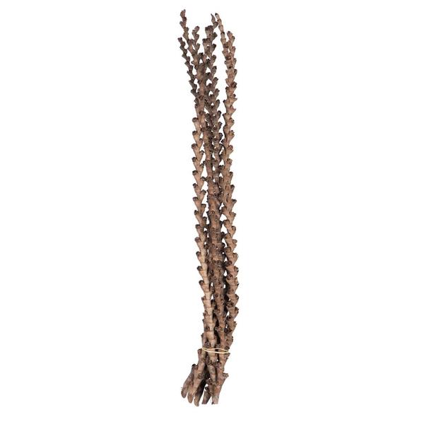 32"-36" Natural Preserved Ladder Branch (12 pack)