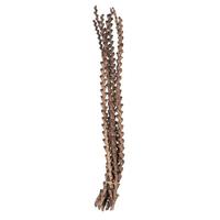 Vickerman 32"-36" Natural Preserved Ladder Branch (12 pack)