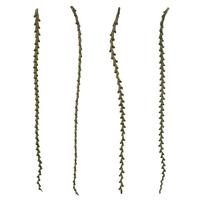 View 40"-48" Basil Preserved Ladder Branches (7 branches)
