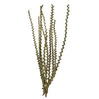 Vickerman 40"-48" Green Preserved Ladder Branches (9 branches)