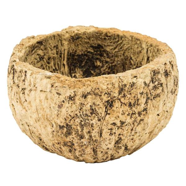 3"-4" Bleached Preserved Half Mayan Coconut (10 pack)