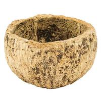 Vickerman 3"-4" Bleached Preserved Half Mayan Coconut (10 pack)