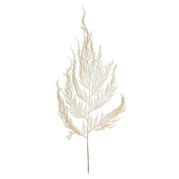 10"-24" Dried Bleached Miniera Fern (7 stems in a bundle)