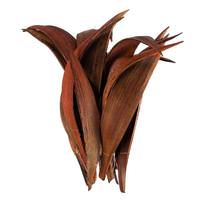 Vickerman 6"-12" Dark Brown Preserved Palm Paddles (20-25 pieces)
