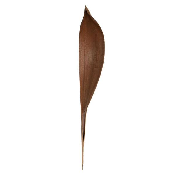 24"-30" Natural Preserved Palm Paddles