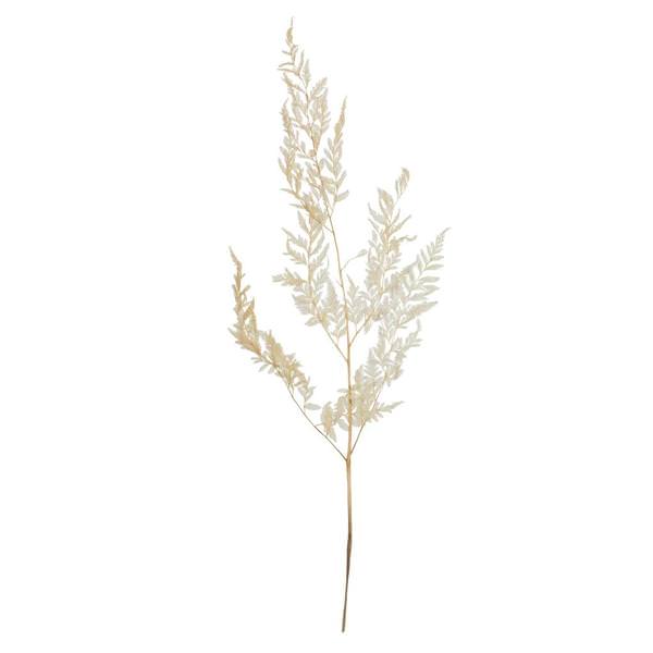 24" Dried Bleached Palista Fern (14 stems in a bundle)