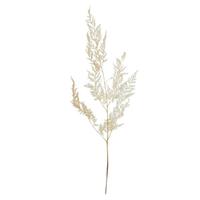 Vickerman 24" Dried Bleached Palista Fern (14 stems in a bundle)