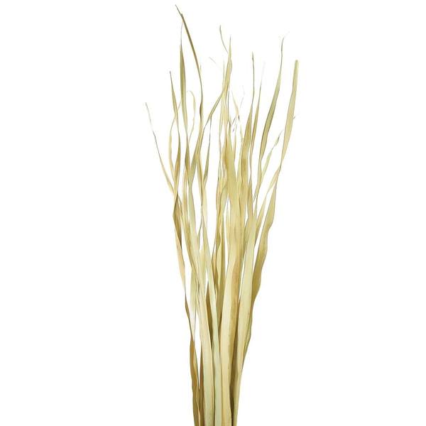 36"-40" 7oz Natural Dried Rush Grass Bundle