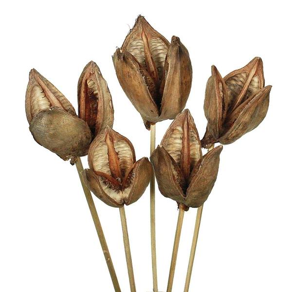 16" Natural Preserved Sora Pod Stem (5 pack)