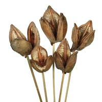 View 16" Natural Preserved Sora Pod Stem (5 pack)