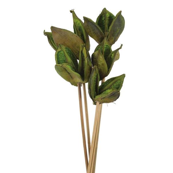 16" Basil Preserved Sora Pod Stems (5 pack)