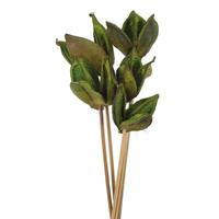 Vickerman 16" Basil Preserved Sora Pod Stems (5 pack)