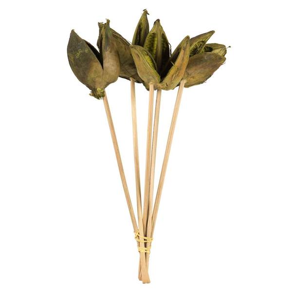 16" Light Basil Preserved Sora Pod Stem (10 pack)