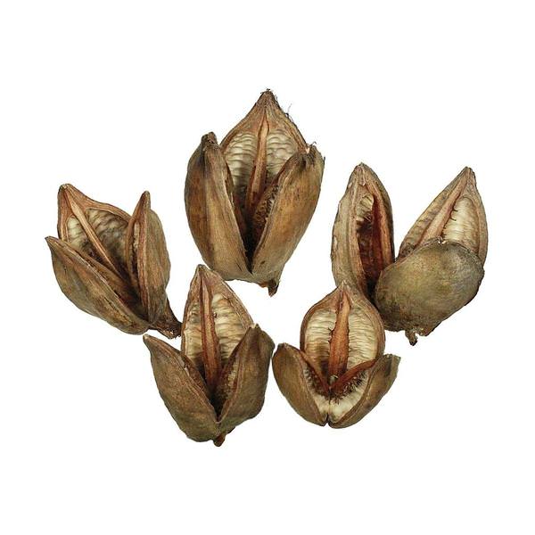 3"-4" Natural Preserved Sora Pods (25 pack)