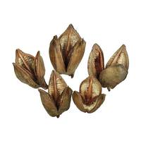View 3"-4" Natural Preserved Sora Pods (25 pack)