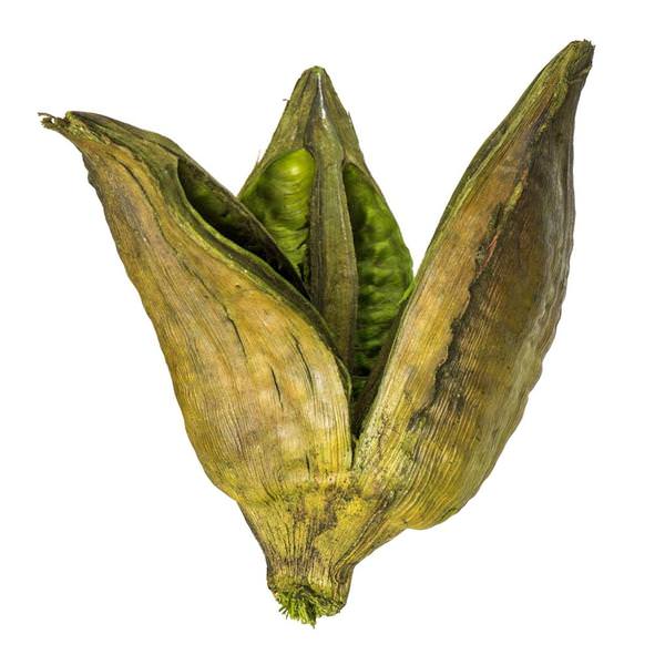 3"-4" Basil Preserved Sora Pods (25 pack)