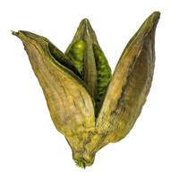 Vickerman 3"-4" Basil Preserved Sora Pods (25 pack)