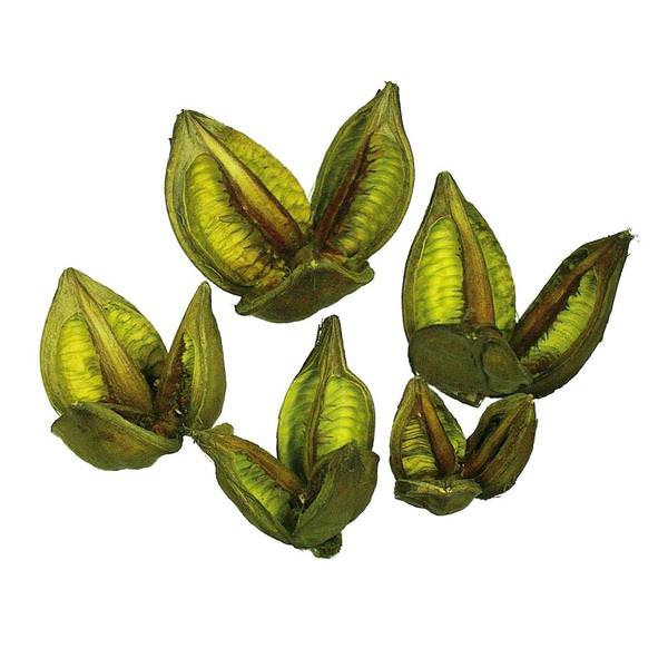 3"-4" Light Basil Preserved Sora Pod (25 pack)