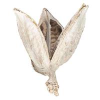 View 3"-4" Bleached Preserved Sora Pods (25 pack)