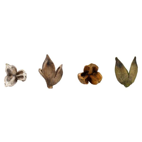 3"-4" Assorted Preserved Sora Pods (25 pack)