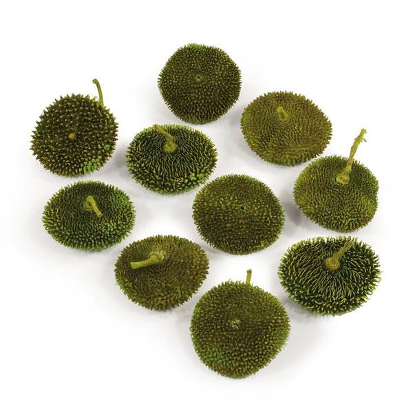 1.5"-2" 2.2lbs Basil Preserved Spiny Discs (30 pack)