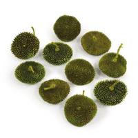Vickerman 1.5"-2" 2.2lbs Basil Preserved Spiny Discs (30 pack)