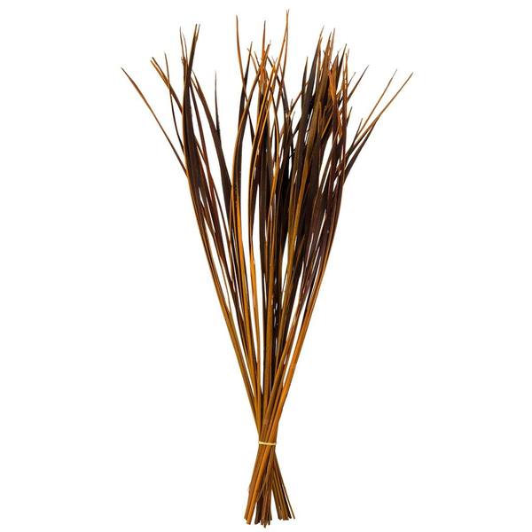 28"-36" 22oz Aspen Gold Dried Splinter Grass Bundle (2 11oz bundles)