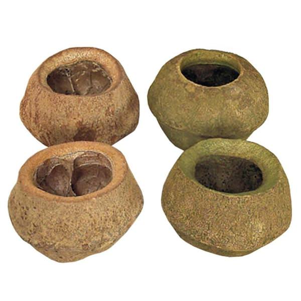 4"-6" Basil Preserved Sapa Pod