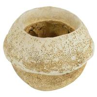 Vickerman 4"-6" Bleached Preserved Sapa Pod (3 pack)
