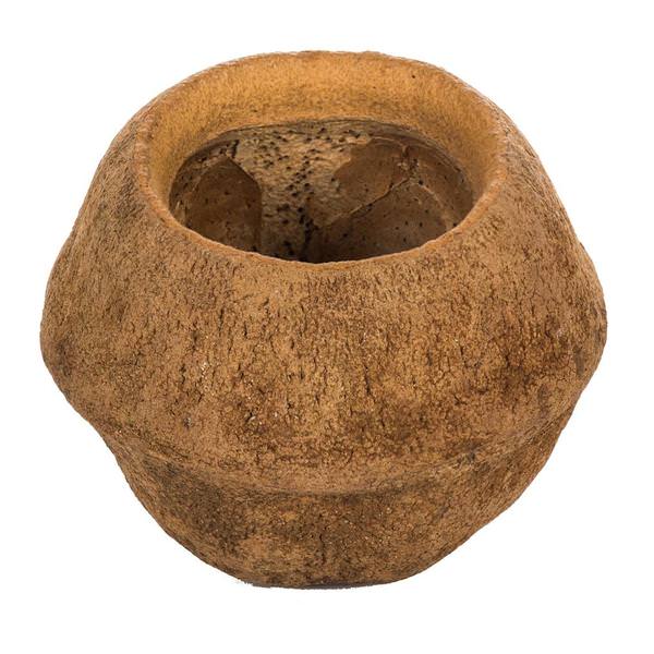 4" Natural Preserved Sapa Pod