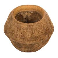 View 4" Natural Preserved Sapa Pod