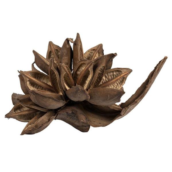 6"-11" Natural Preserved Star Pod