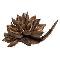 View 6"-11" Natural Preserved Star Pod