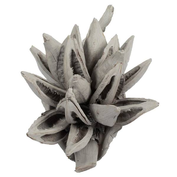 6"-11" Grey Wash Preserved Star Pod