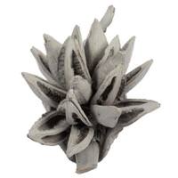 Vickerman 6"-11" Grey Wash Preserved Star Pod
