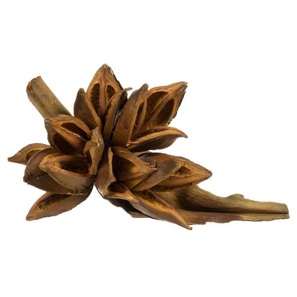 6"-11" Aspen Gold Preserved Star Pod