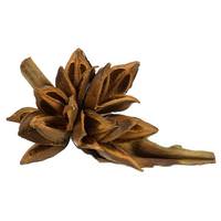 View 6"-11" Aspen Gold Preserved Star Pod