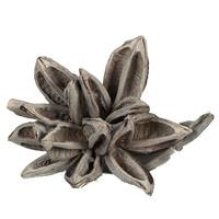 View 6"-11" White Wash Preserved Star Pod