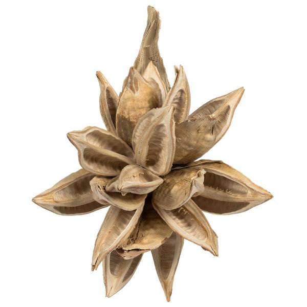 6"-11" Bleached Preserved Star Pod