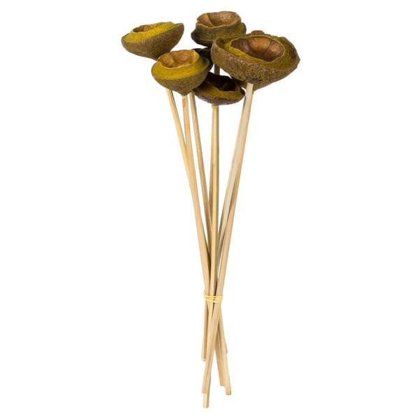15" Basil Preserved Tigela Pod Stem Bundle (24 pack)