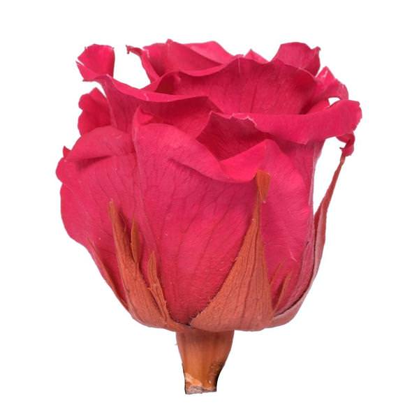 2.5"-3" Dark Pink Preserved Rose (6 pack)